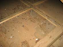 ネズミの糞による天井裏のシミ
