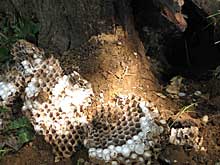 オオススメバチの巣
